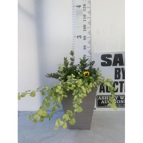 49 - ONE TALL PLANTER FILLED WITH MIXED SHRUBS AND WINTER PANSIES. APPROX 70CM IN HEIGHT PLUS VAT