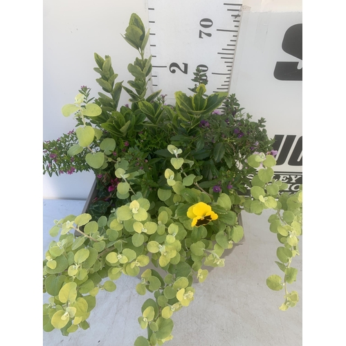 49 - ONE TALL PLANTER FILLED WITH MIXED SHRUBS AND WINTER PANSIES. APPROX 70CM IN HEIGHT PLUS VAT