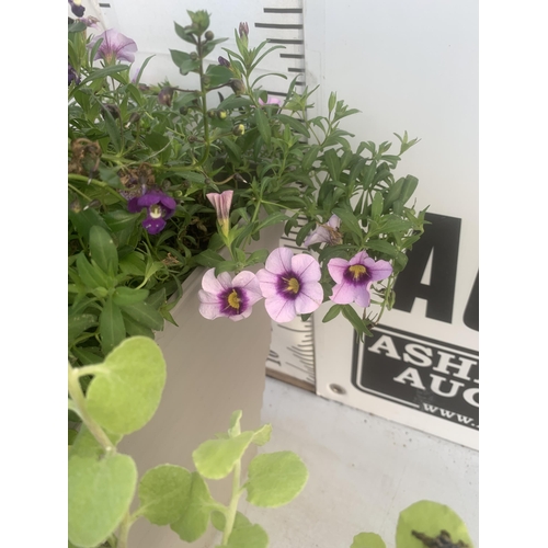 49 - ONE TALL PLANTER FILLED WITH MIXED SHRUBS AND WINTER PANSIES. APPROX 70CM IN HEIGHT PLUS VAT