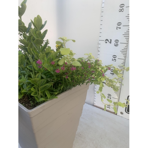 49 - ONE TALL PLANTER FILLED WITH MIXED SHRUBS AND WINTER PANSIES. APPROX 70CM IN HEIGHT PLUS VAT