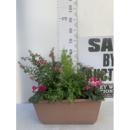 55 - ONE RECTANGULAR PLANTER FILLED WITH BEDDING PLANTS  AND A CONIFER. APPROX 60CM IN HEIGHT, THE TROUGH... 