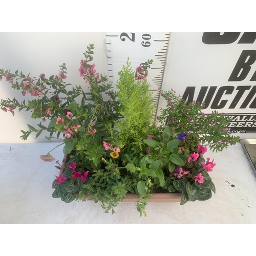 55 - ONE RECTANGULAR PLANTER FILLED WITH BEDDING PLANTS  AND A CONIFER. APPROX 60CM IN HEIGHT, THE TROUGH... 