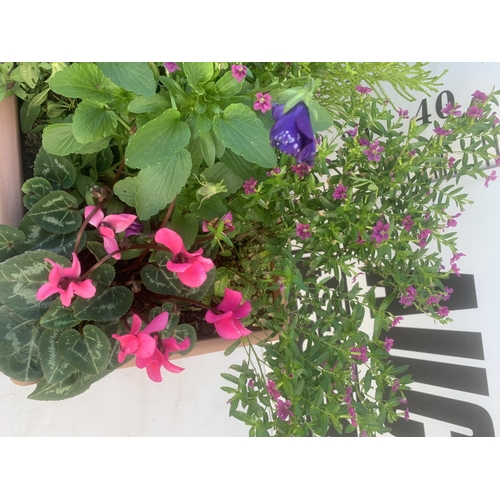 55 - ONE RECTANGULAR PLANTER FILLED WITH BEDDING PLANTS  AND A CONIFER. APPROX 60CM IN HEIGHT, THE TROUGH... 