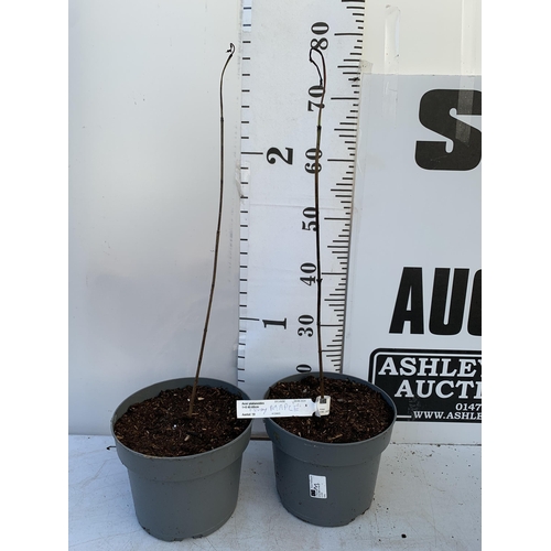 62 - TWO NORWAY MAPLE TREES 'ACER PLATANOIDES' APPROX 80CM IN HEIGHT IN 3 LTR POTS PLUS VAT