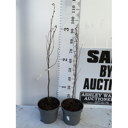 65 - TWO BLACK ALDER TREES 'ALNUS GLUTINOSA' APPROX 90-110CM IN HEIGHT IN 3 LTR POTS PLUS VAT TO BE SOLD ... 