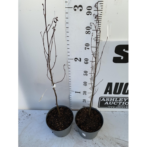 65 - TWO BLACK ALDER TREES 'ALNUS GLUTINOSA' APPROX 90-110CM IN HEIGHT IN 3 LTR POTS PLUS VAT TO BE SOLD ... 