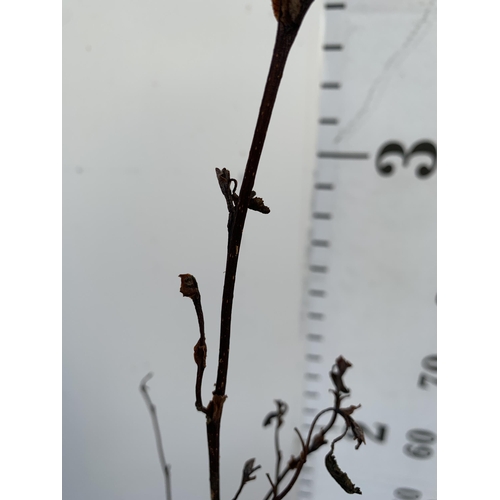 65 - TWO BLACK ALDER TREES 'ALNUS GLUTINOSA' APPROX 90-110CM IN HEIGHT IN 3 LTR POTS PLUS VAT TO BE SOLD ... 