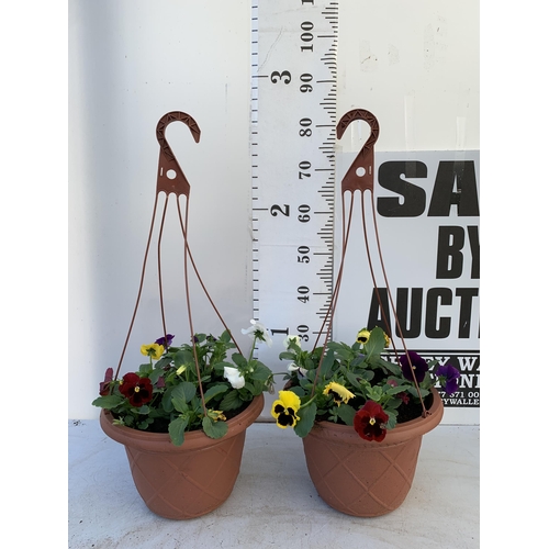 8 - TWO HANGING BASKETS FILLED WITH WINTER PANSIES APPROX 80CM IN HEIGHT PLUS VAT TO BE SOLD FOR THE TWO