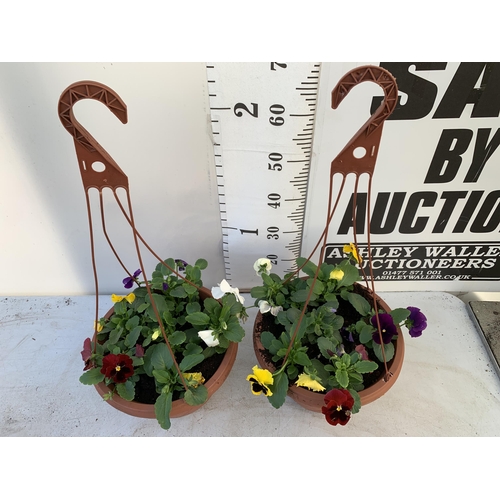 8 - TWO HANGING BASKETS FILLED WITH WINTER PANSIES APPROX 80CM IN HEIGHT PLUS VAT TO BE SOLD FOR THE TWO