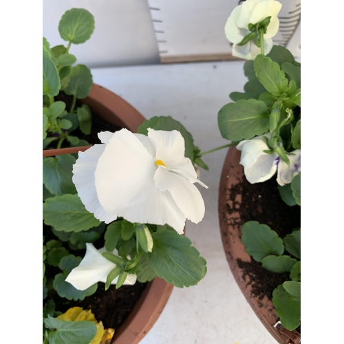 8 - TWO HANGING BASKETS FILLED WITH WINTER PANSIES APPROX 80CM IN HEIGHT PLUS VAT TO BE SOLD FOR THE TWO