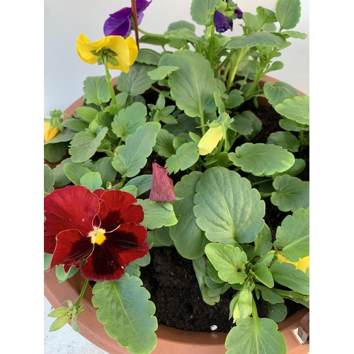 8 - TWO HANGING BASKETS FILLED WITH WINTER PANSIES APPROX 80CM IN HEIGHT PLUS VAT TO BE SOLD FOR THE TWO