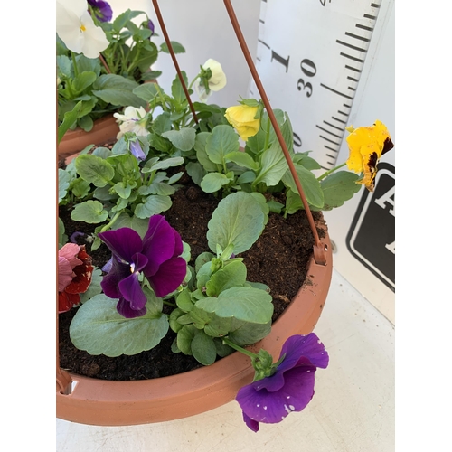 8 - TWO HANGING BASKETS FILLED WITH WINTER PANSIES APPROX 80CM IN HEIGHT PLUS VAT TO BE SOLD FOR THE TWO