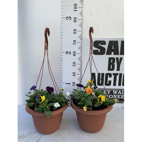 9 - TWO HANGING BASKETS FILLED WITH MIXED COLOUR WINTER PANSIES APPROX 80CM IN HEIGHT PLUS VAT TO BE SOL... 