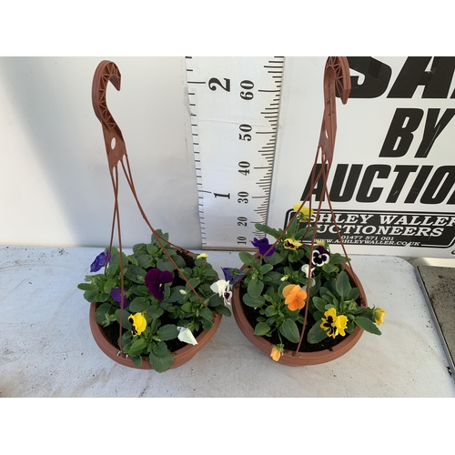 9 - TWO HANGING BASKETS FILLED WITH MIXED COLOUR WINTER PANSIES APPROX 80CM IN HEIGHT PLUS VAT TO BE SOL... 