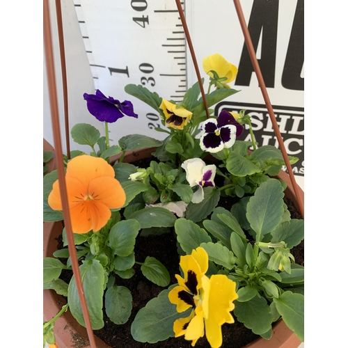 9 - TWO HANGING BASKETS FILLED WITH MIXED COLOUR WINTER PANSIES APPROX 80CM IN HEIGHT PLUS VAT TO BE SOL... 