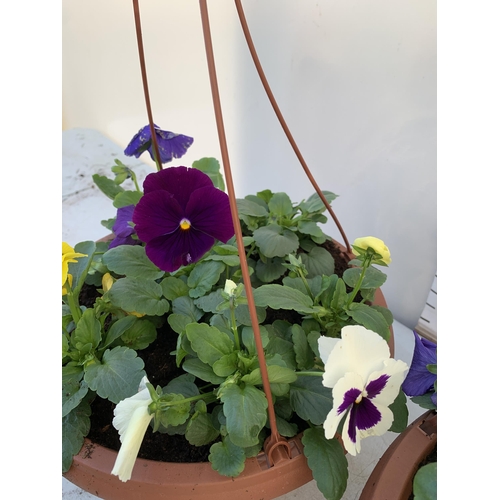 9 - TWO HANGING BASKETS FILLED WITH MIXED COLOUR WINTER PANSIES APPROX 80CM IN HEIGHT PLUS VAT TO BE SOL... 