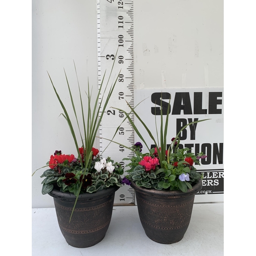 1 - TWO LARGE PLANTED 10 LITRE TUBS WITH CORDYLINE, CYCLAMEN, WINTER PANISES ETC. APPROX 70CM IN HEIGHT ... 