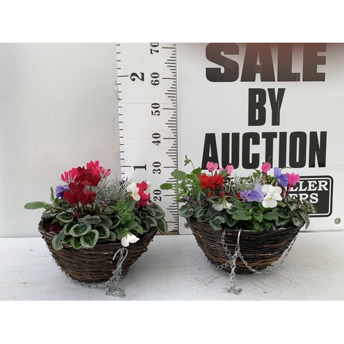 TWO RATTAN HANGING BASKETS FILLED WITH WINTER BEDDING FLOWERS INCLUDING