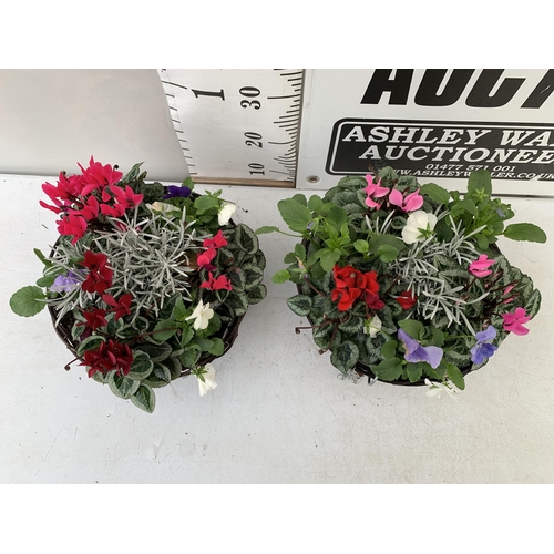 TWO RATTAN HANGING BASKETS FILLED WITH WINTER BEDDING FLOWERS INCLUDING