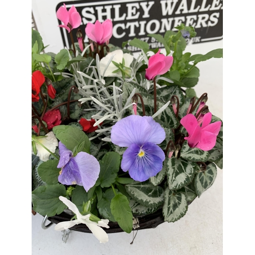 TWO RATTAN HANGING BASKETS FILLED WITH WINTER BEDDING FLOWERS INCLUDING