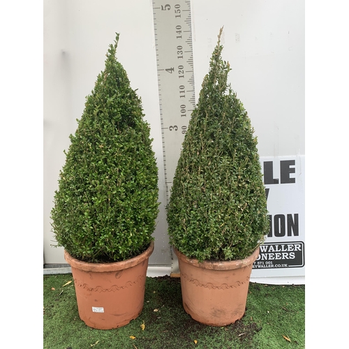 2 - TWO LARGE ILEX CRENATA 'JAPANESE HOLLY' SHAPED BOX HEDGING PLANTS IN 25 LTR POTS. APPROX 130CM IN HE... 