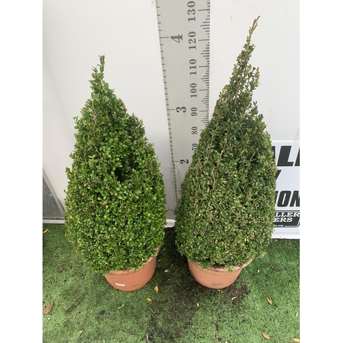 2 - TWO LARGE ILEX CRENATA 'JAPANESE HOLLY' SHAPED BOX HEDGING PLANTS IN 25 LTR POTS. APPROX 130CM IN HE... 