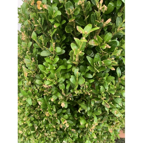 2 - TWO LARGE ILEX CRENATA 'JAPANESE HOLLY' SHAPED BOX HEDGING PLANTS IN 25 LTR POTS. APPROX 130CM IN HE... 