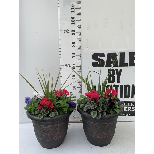 22 - TWO LARGE PLANTED 10 LITRE TUBS WITH CORDYLINE, CYCLAMEN, WINTER PANISES ETC. APPROX 70CM IN HEIGHT ... 