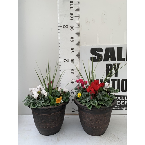 3 - TWO LARGE PLANTED 10 LITRE TUBS WITH CORDYLINE, CYCLAMEN, WINTER PANISES ETC. APPROX 60CM IN HEIGHT ... 