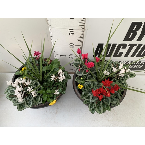 3 - TWO LARGE PLANTED 10 LITRE TUBS WITH CORDYLINE, CYCLAMEN, WINTER PANISES ETC. APPROX 60CM IN HEIGHT ... 