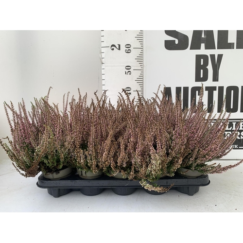 31 - TEN PINK HEATHER PLANTS IN 9CM POTS ON A TRAY. APPROX 40CM IN HEIGHT PLUS VAT TO BE SOLD FOR THE TEN