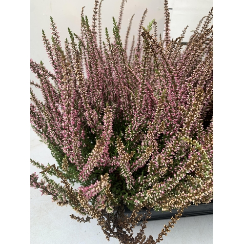 31 - TEN PINK HEATHER PLANTS IN 9CM POTS ON A TRAY. APPROX 40CM IN HEIGHT PLUS VAT TO BE SOLD FOR THE TEN