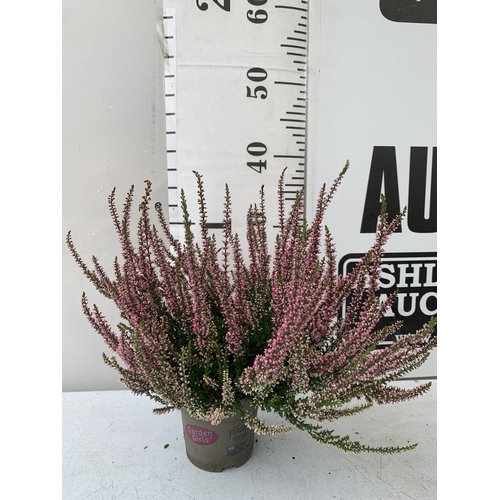 31 - TEN PINK HEATHER PLANTS IN 9CM POTS ON A TRAY. APPROX 40CM IN HEIGHT PLUS VAT TO BE SOLD FOR THE TEN