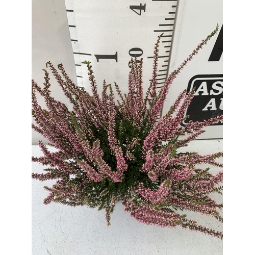 31 - TEN PINK HEATHER PLANTS IN 9CM POTS ON A TRAY. APPROX 40CM IN HEIGHT PLUS VAT TO BE SOLD FOR THE TEN