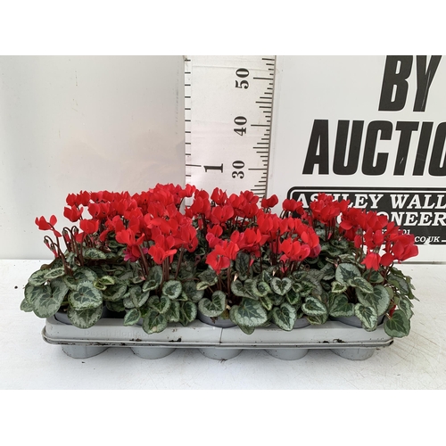 4 - FIFTEEN RED CYCLAMEN PLANTS IN 8CM POTS ON A TRAY. PLUS VAT TO BE SOLD FOR THE FIFTEEN