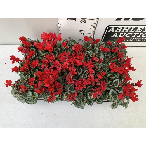 4 - FIFTEEN RED CYCLAMEN PLANTS IN 8CM POTS ON A TRAY. PLUS VAT TO BE SOLD FOR THE FIFTEEN