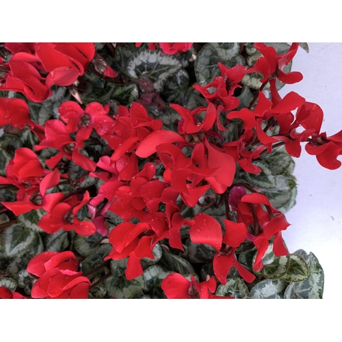 4 - FIFTEEN RED CYCLAMEN PLANTS IN 8CM POTS ON A TRAY. PLUS VAT TO BE SOLD FOR THE FIFTEEN