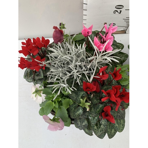 6 - TWO RATTAN HANGING BASKETS FILLED WITH WINTER BEDDING FLOWERS INCLUDING CYCLAMEN, PANSIES ETC. 30CM ... 