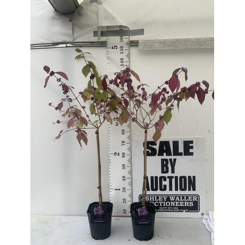 61 - TWO PURPLE CALLICARPA STANDARD TREES BODINIERI PROFUSION IN 4 LTR POTS 140-150CM IN HEIGHT PLUS VAT ... 