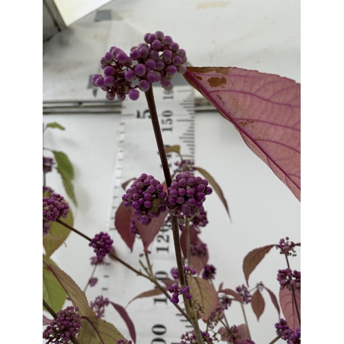 61 - TWO PURPLE CALLICARPA STANDARD TREES BODINIERI PROFUSION IN 4 LTR POTS 140-150CM IN HEIGHT PLUS VAT ... 