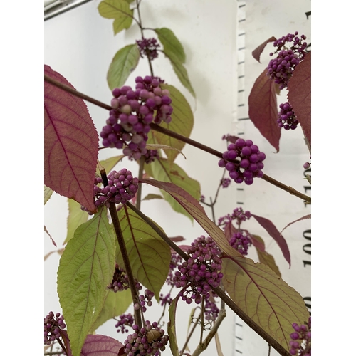 61 - TWO PURPLE CALLICARPA STANDARD TREES BODINIERI PROFUSION IN 4 LTR POTS 140-150CM IN HEIGHT PLUS VAT ... 