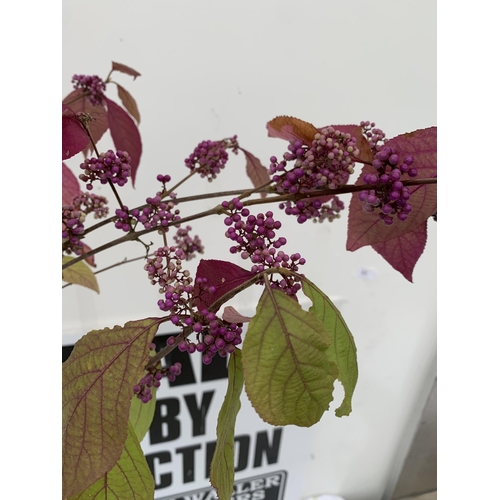 61 - TWO PURPLE CALLICARPA STANDARD TREES BODINIERI PROFUSION IN 4 LTR POTS 140-150CM IN HEIGHT PLUS VAT ... 