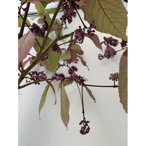 61 - TWO PURPLE CALLICARPA STANDARD TREES BODINIERI PROFUSION IN 4 LTR POTS 140-150CM IN HEIGHT PLUS VAT ... 