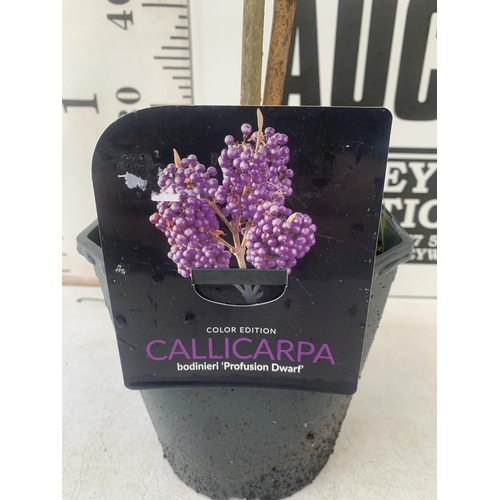 61 - TWO PURPLE CALLICARPA STANDARD TREES BODINIERI PROFUSION IN 4 LTR POTS 140-150CM IN HEIGHT PLUS VAT ... 