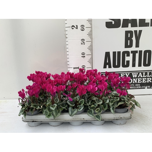 7 - FIFTEEN DARK PINK CYCLAMEN PLANTS IN 8CM POTS ON A TRAY. PLUS VAT TO BE SOLD FOR THE FIFTEEN