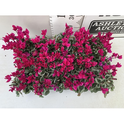 7 - FIFTEEN DARK PINK CYCLAMEN PLANTS IN 8CM POTS ON A TRAY. PLUS VAT TO BE SOLD FOR THE FIFTEEN