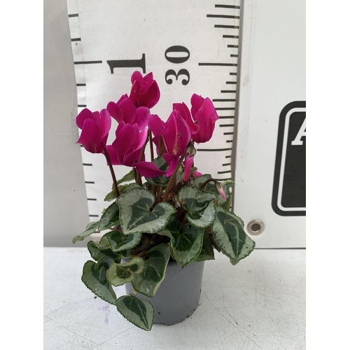 7 - FIFTEEN DARK PINK CYCLAMEN PLANTS IN 8CM POTS ON A TRAY. PLUS VAT TO BE SOLD FOR THE FIFTEEN