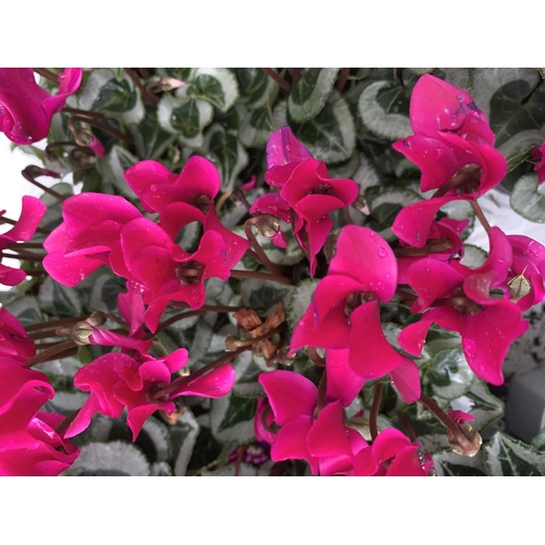 7 - FIFTEEN DARK PINK CYCLAMEN PLANTS IN 8CM POTS ON A TRAY. PLUS VAT TO BE SOLD FOR THE FIFTEEN