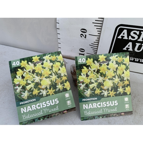 225 - EIGHTY BOTANICAL MIX NARCISSUS BULBS IN TWO PACKS. PLUS VAT TO BE SOLD FOR THE ONE EIGHTY