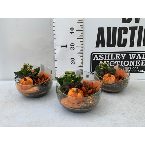 5 - THREE HALLOWEEN INDOOR GLASS BOWL ARRANGEMENTS WITH PLANT. BOWL MEASURES 18CM DIAMETER. PLUS VAT TO ... 